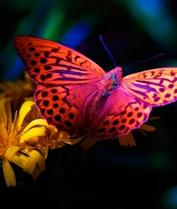 Image: butterfly, yellow flowers, night, nature