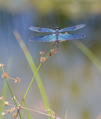 Image: Dragonfly, blue, grass, wings, body, sitting, plant