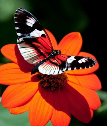 Картинка: Бабочка, крылья, цветок, оранжевый
