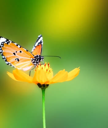 Картинка: Бабочка, крылья, цветок, лепесток, жёлтый, сидит