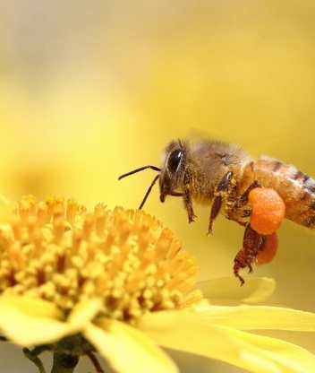 Картинка: Пчела, сбор, цветок, жёлтый