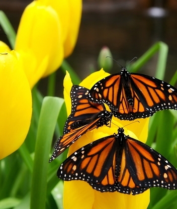 Image: Butterfly, yellow, tulips, flowers