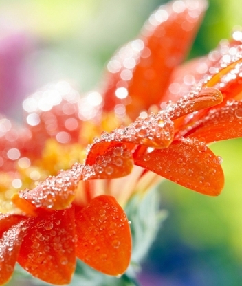 Image: Gerbera, flower, orange, drop, blur
