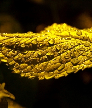 Картинка: Лист, жёлтый, капли, вода, тёмный фон