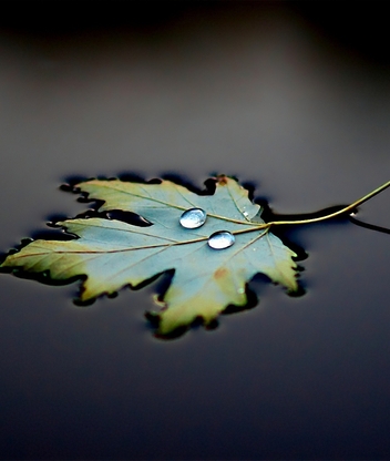 Картинка: Листок, лист, капли, лежит, вода