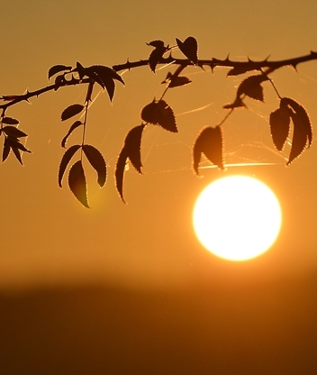 Картинка: Листья, ветка, паутина, закат, солнце