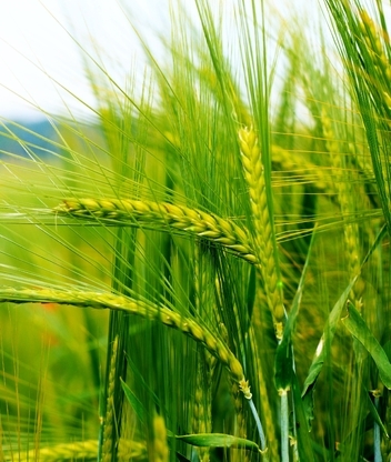 Image: Grass, meadow, stems, spikelets, green
