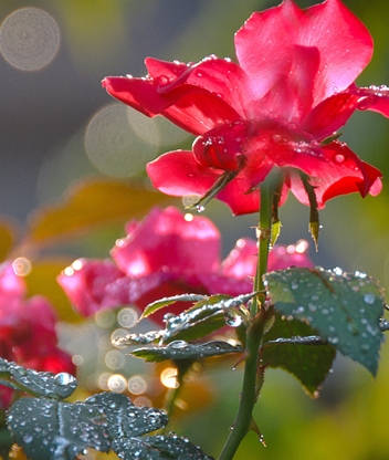 Image: Flower, red, stem, leaves, spikes, drops