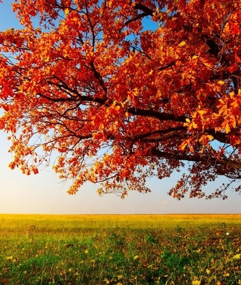 Картинка: Дерево, осень, листья, ветки, поле, трава