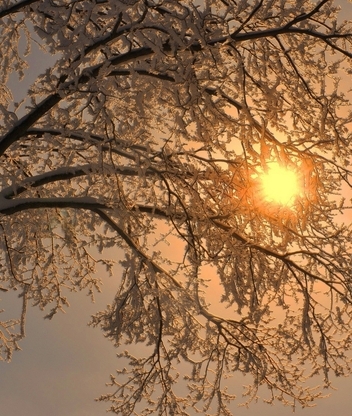 Image: Tree, winter, snow, frost, sky, sun