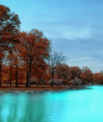 Image: Trees, branches, leaves, lake blue, sky, autumn
