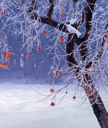 Image: Persimmon, tree, snow, winter