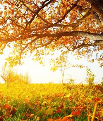 Картинка: Дерево, листва, трава, осень, день, солнечно, свет