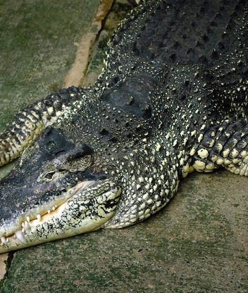 Картинка: Аллигатор, крокодил, зубы, хищник, рептилия