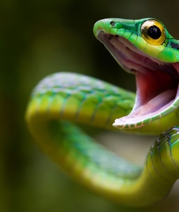 Image: Snake, eyes, mouth, green, scales, reptile