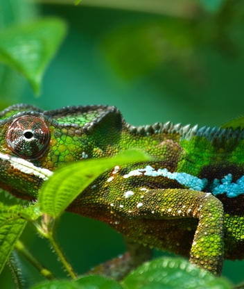 Картинка: Хамелеон, кожа, чешуя, лапы, глаза, ветки, листья, зелёный