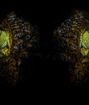 Картинка: Крокодил, аллигатор, глаза, взгляд, макро, свет, ночь, чёрный фон