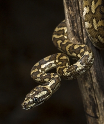 Image: Snake, spots, branch, dark background, composure