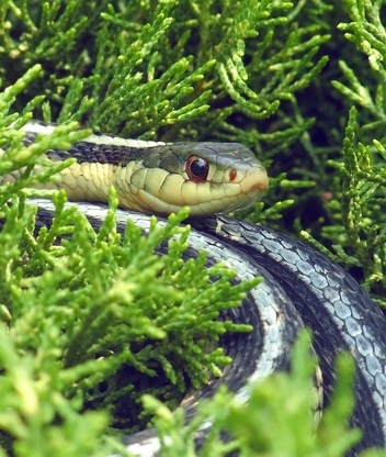 Картинка: Змея, глаза, трава, ветки, кожа, рептилия