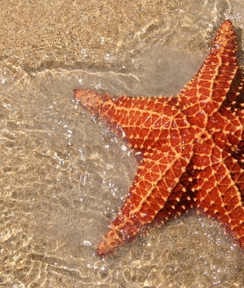 Image: Starfish, needles, water, sand