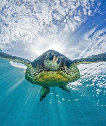 Image: Turtle, floating, light, surface, ocean, sky, underwater