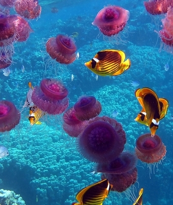Картинка: Рыбы, медузы, океан, море, кораллы, вода