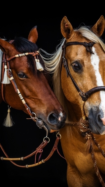 Image: Horses, two, beautiful, mane, bridle
