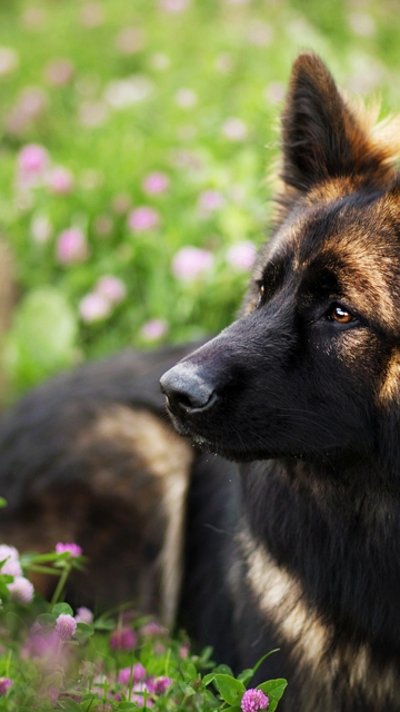 Image: Dog, muzzle, lies, field, flowers