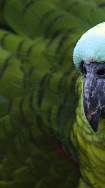 Image: Parrot, green, bird, feathers