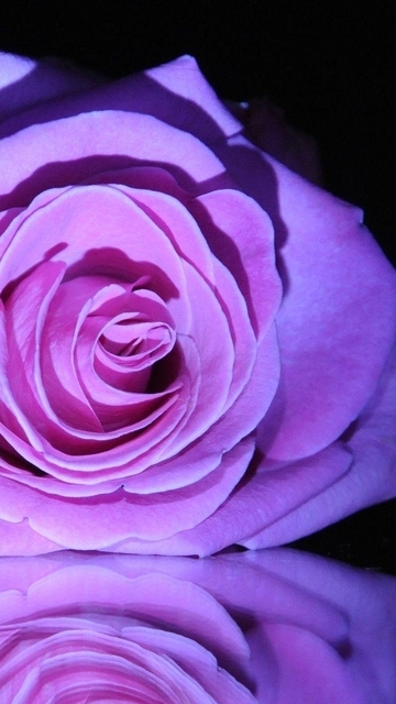 Image: Rose, flower, petals, color, reflection, black background