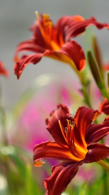 Image: Lily, flowers, bush, plant, red