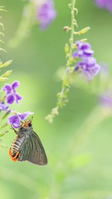 Image: Butterfly, moth, wings, lavender, blur