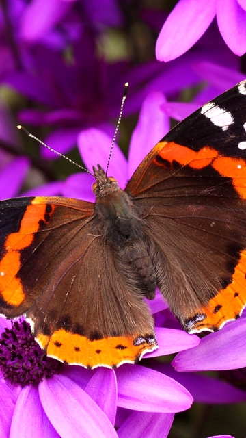 Картинка: бабочка, фиолетовые цветы, красивая природа