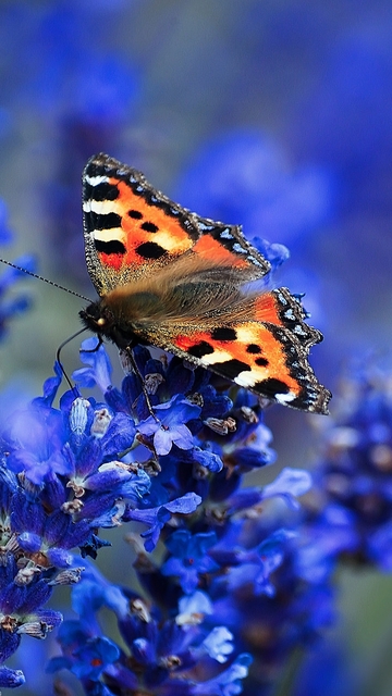 Картинка: Бабочка, крапивница, сидит, цветок, лаванда, в фокусе