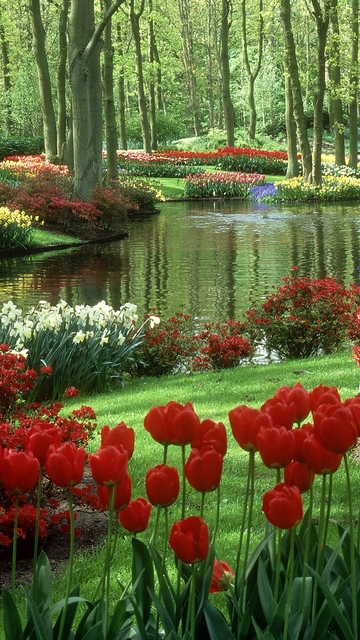 Image: nature, beautiful, flowers