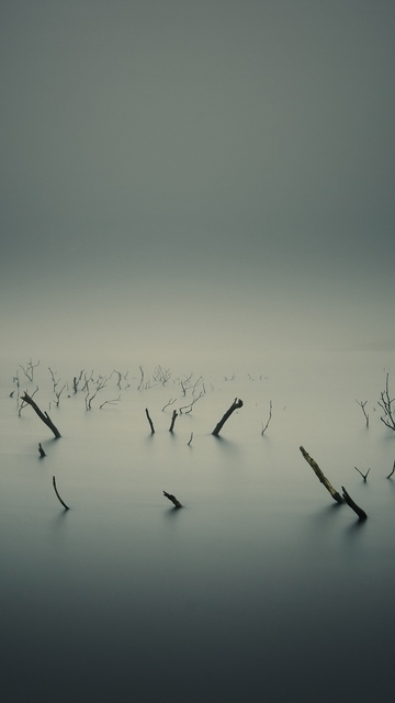Image: Swamp, fog, branches, lake, water, roots