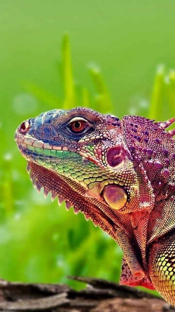 Image: Iguana, reptile, grass, bark, eye, glare