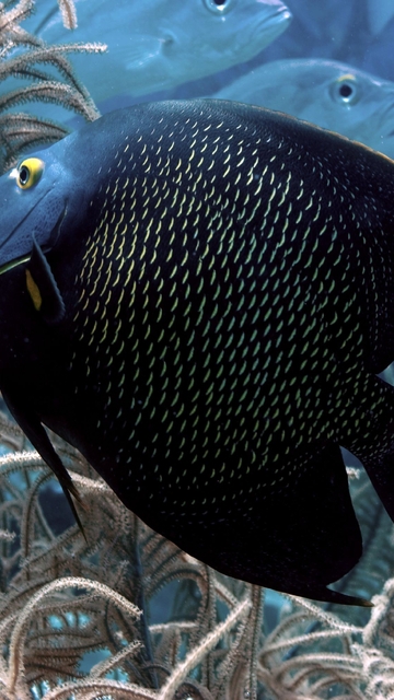 Image: Fish, eyes, black, water, algae, light