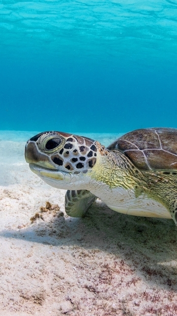 Image: Turtle, carapace, seabed