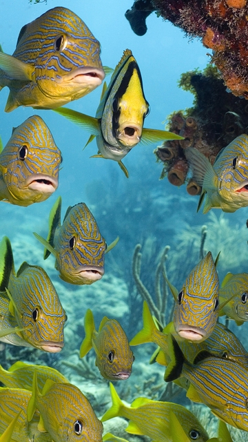 Картинка: Рыбки, камни, кораллы, море, вода