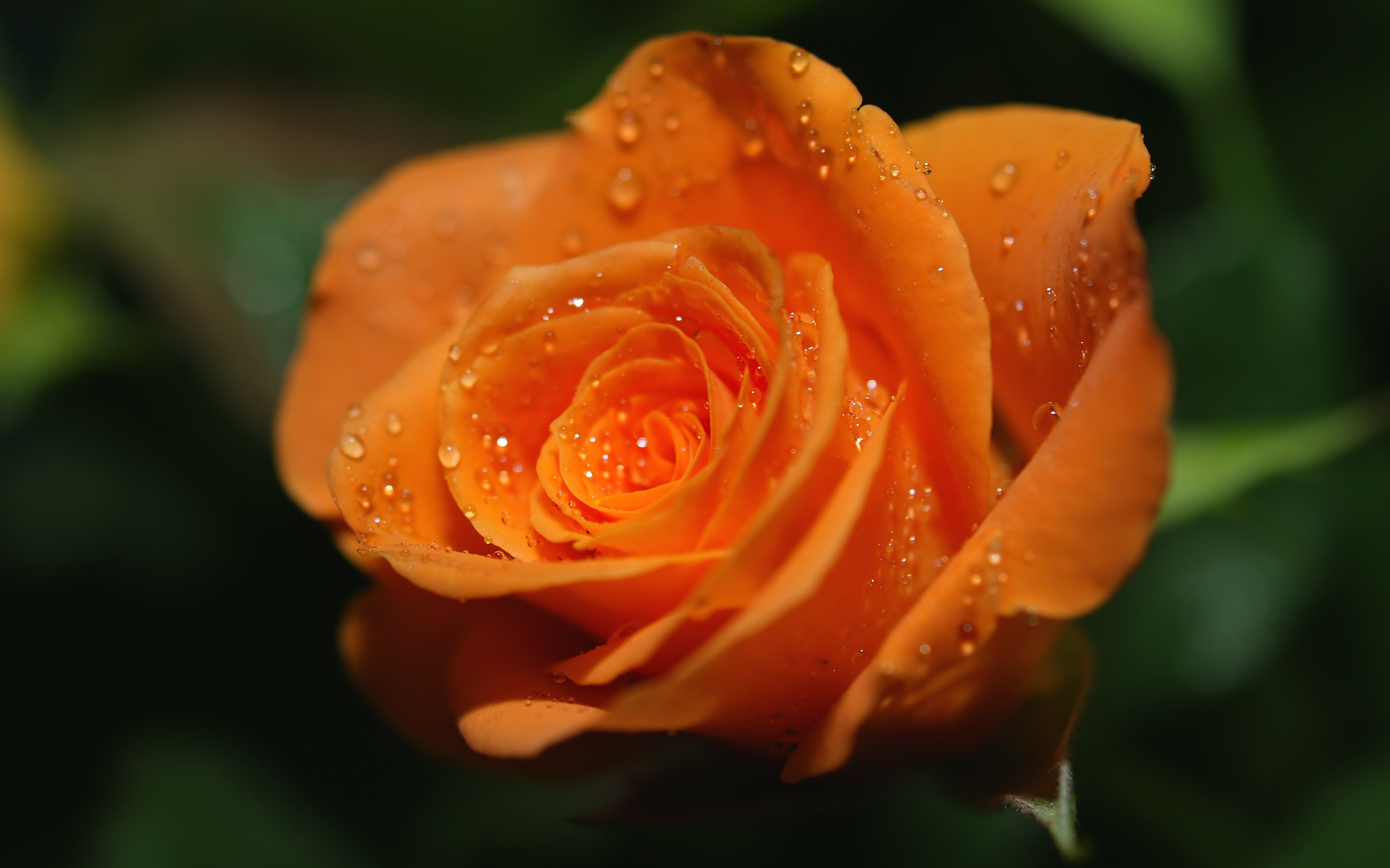 Картинка: Цветок, оранжевый, роза, капли, лепестки