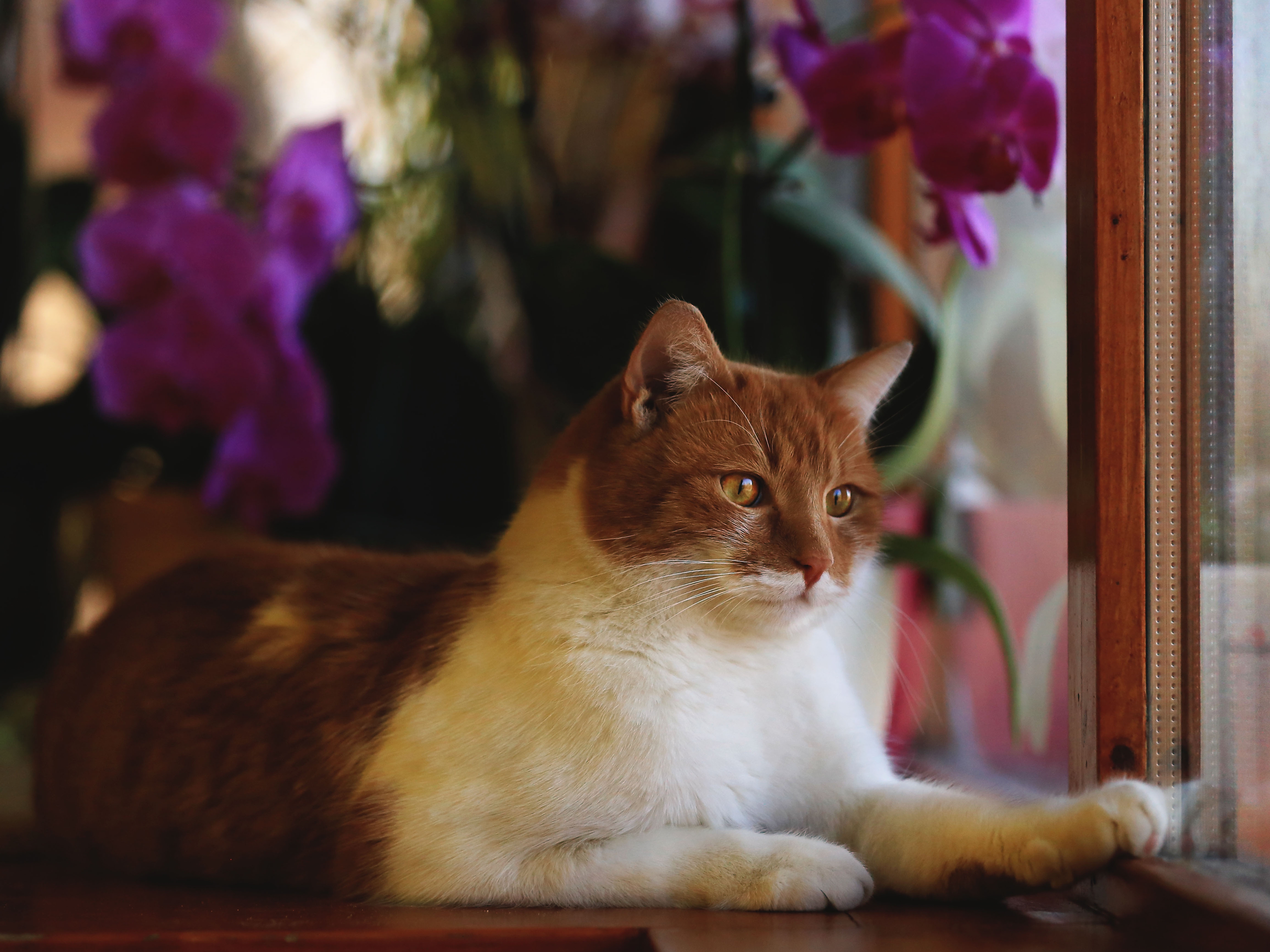 Image: Cat, red, muzzle, look, eyes, legs, fur, looking, window