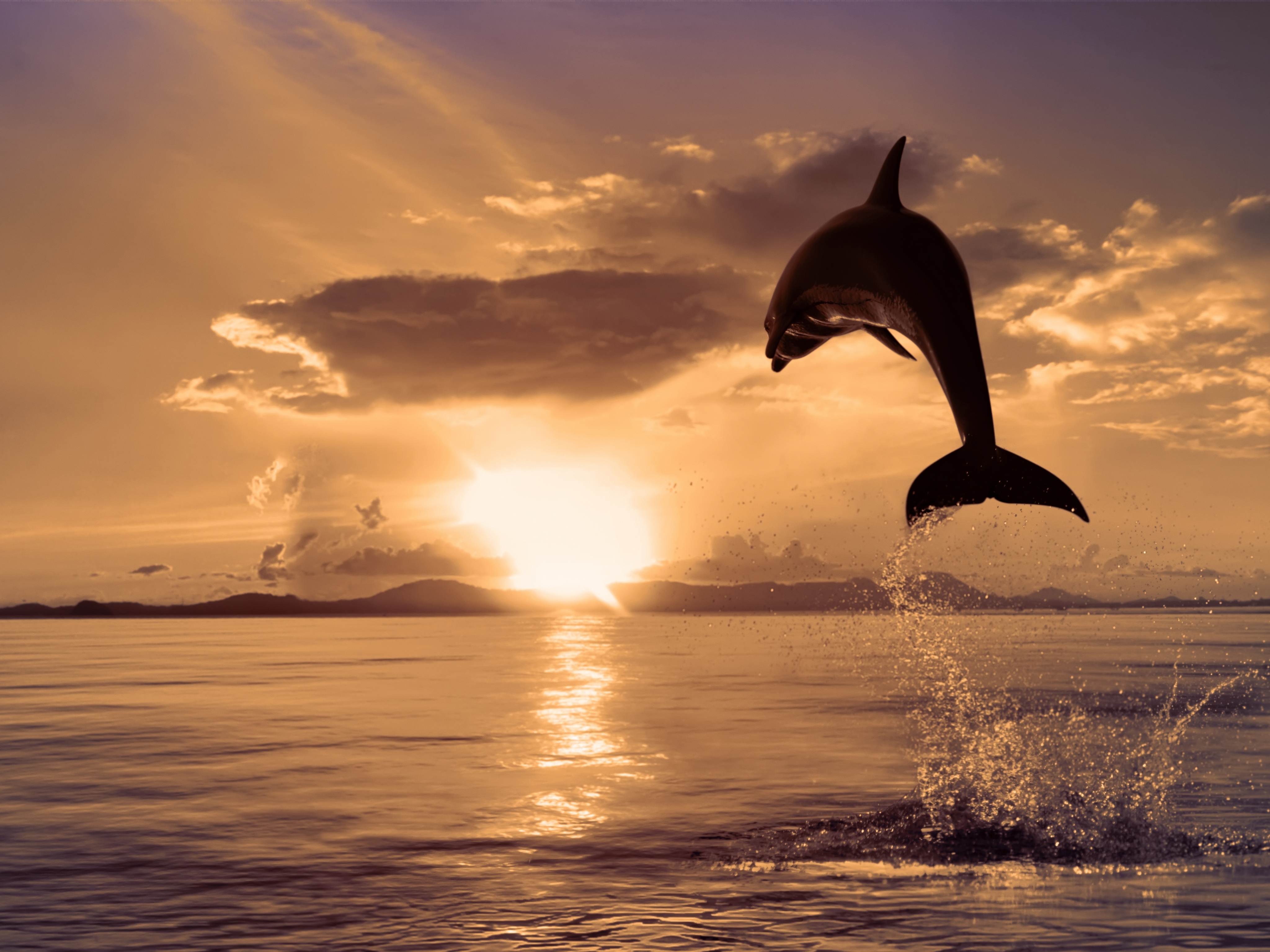 Картинка: Дельфин, прыжок, брызги, капли, вода, океан, солнце, закат, небо, облака