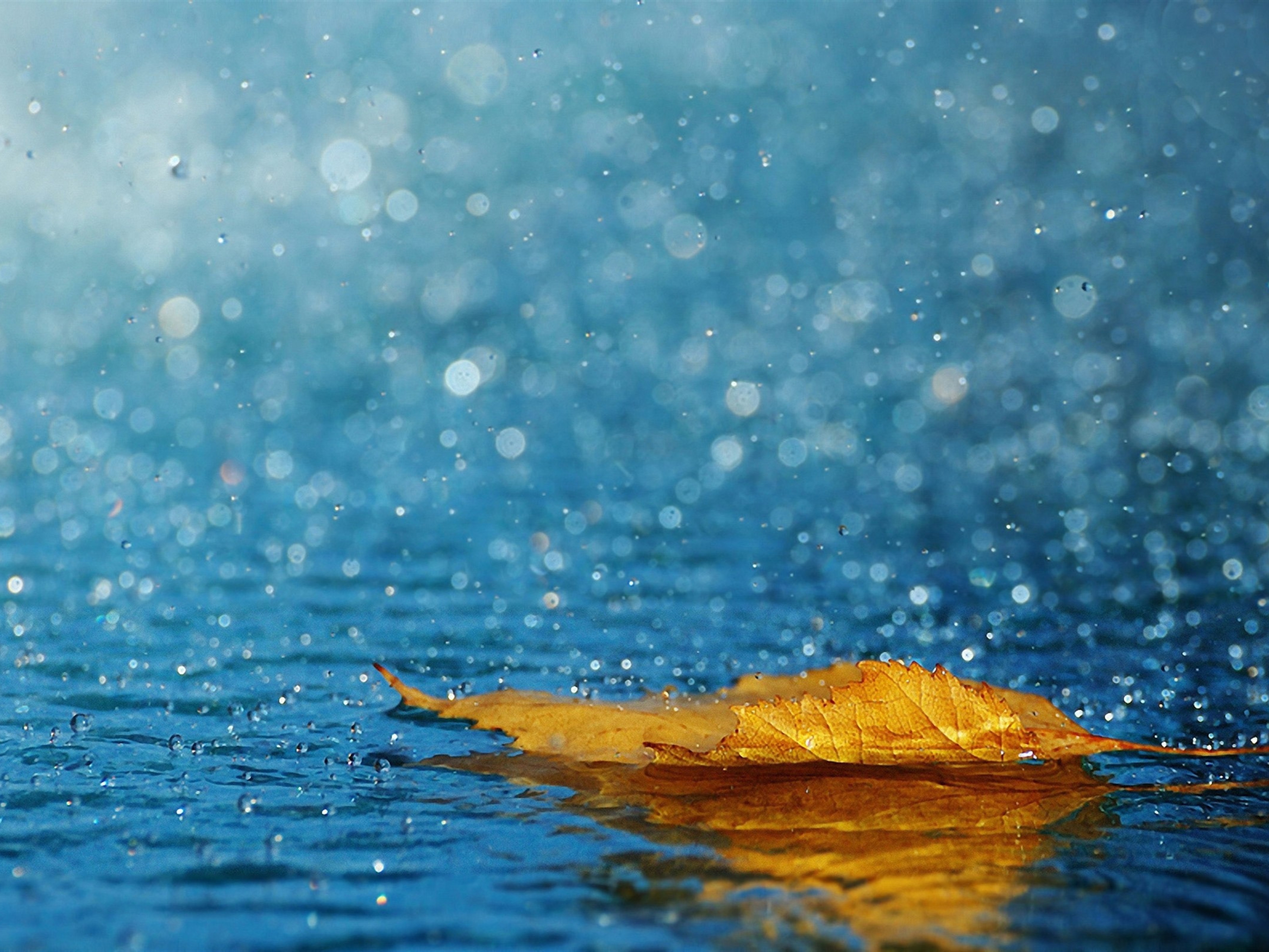 Image: Leaf, autumn, lies, water, drops