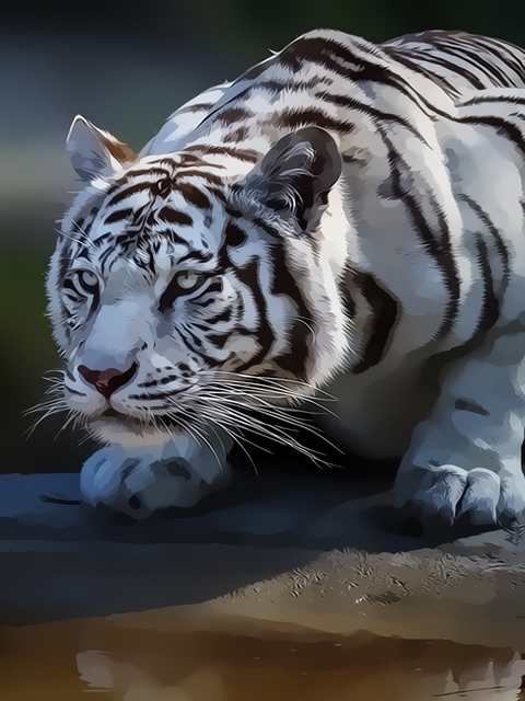 Картинка: Белый тигр, альбинос, хищник, полосы, вода