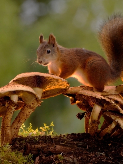 Image: Squirrel, mushrooms, berries, moss, wood, forest