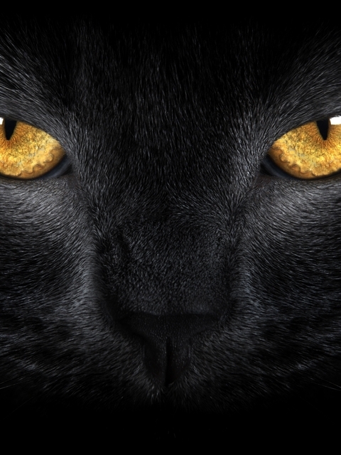 Картинка: Чёрная кошка, глаза, нос, шерсть, усы, взгляд