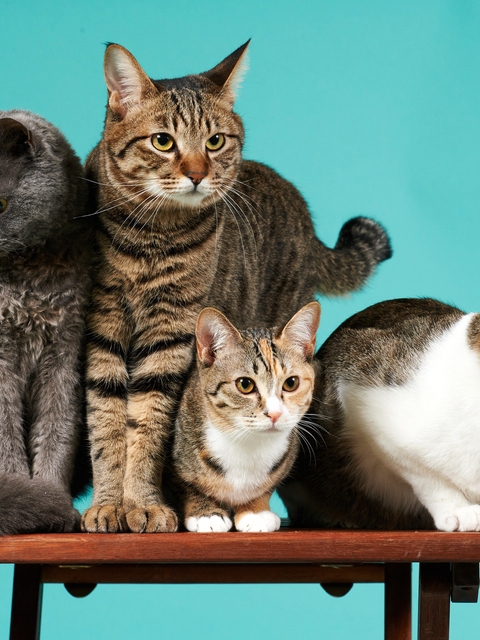 Image: Cat, lot, four, table, background