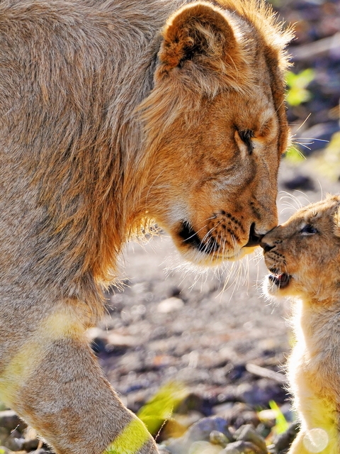 Картинка: львица, мама, детёныш, львёнок, хищник, нос к носу