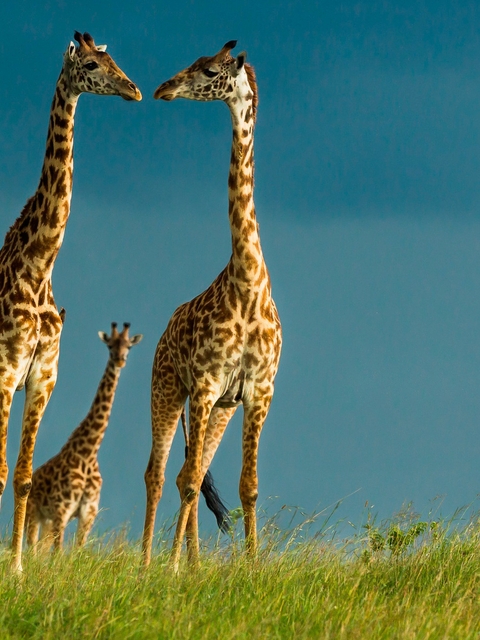 Image: Giraffes, long neck, Savannah, Africa, wildlife, sky, grass